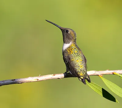 Female, Ruby-throated Hummingbird Рубиновогорлый колибри. самка.  Photographer Etkind Elizabeth