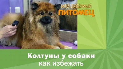 Чем опасны колтуны на шубках собак и кошек? | 21.11.2021 | Голышманово -  БезФормата