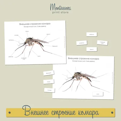 Откуда берутся комары и как от них избавиться? - Экосити Дезстанция -  ЭкоСиТи Дезстанция