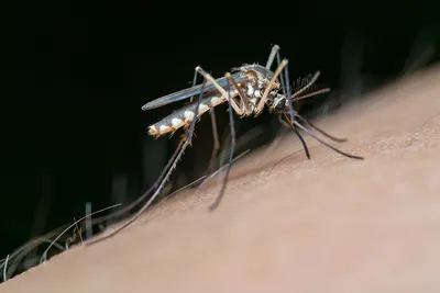 Комар жёлтолихорадочный (Aedes aegypti) - Picture Insect