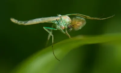 MacroID.RU - Королевский комар