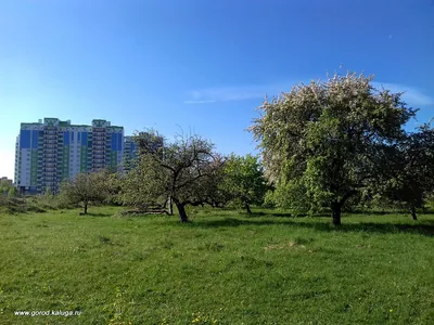 Обсуждения и отзывы ЖК Комфорт Парк в Калуге | Форум обсуждения квартир в  новостройках от Застройщика