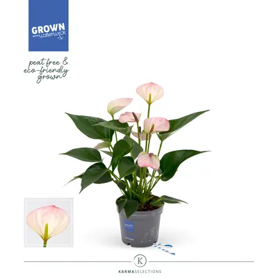 Растение комнатное Anthurium Антуриум микс h 70 см d 17 см - купить в  Москве, цены на Мегамаркет