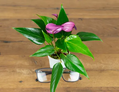 Anthurium (Andreanum) Lipa Pink Mini Lipa Mini | Anthurium | Anthurium |  Цветущие комнатные растения | Цветущие растения | All products | OZ Planten