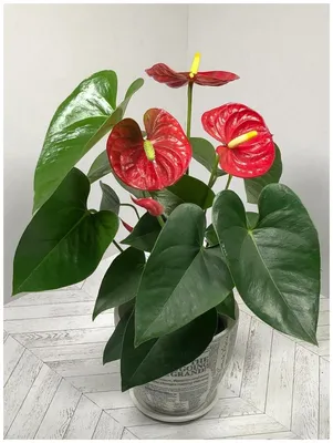 Антуриум Шерцерианум мини (Anthurium Scherzerianum)