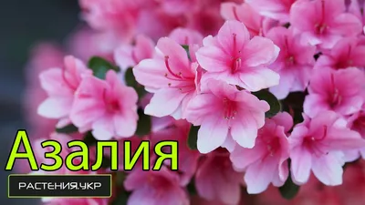 Азалия (Azalea)