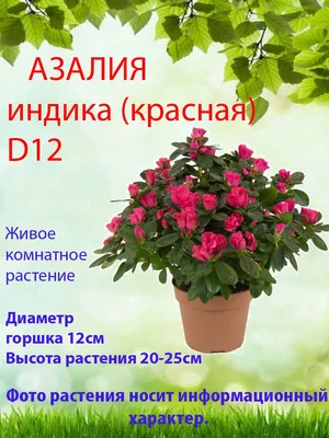 купить Азалию 0 руб. AGRO443