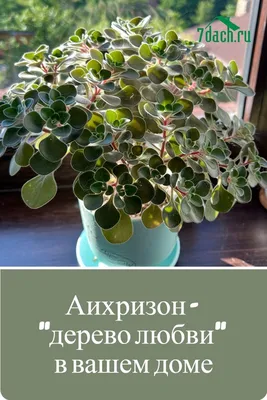 Аихризон - уход и содержание. Как мне удалось вырастить такое красивое  дерево - YouTube