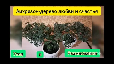 Аихризон (дерево любви) купить на Зозу.ру