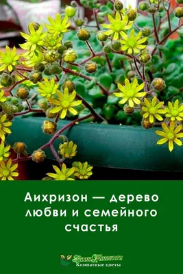 J-01 Декоративное дерево бонсай (дерево любви) в керамическом горшке. - J-01