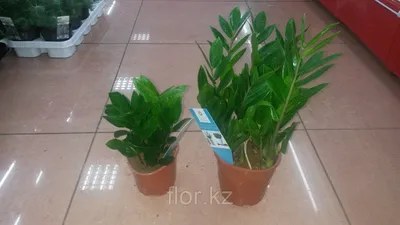 Замиокулькас 100 см, (Zamioculcas, Долларовое дерево) купить в Киеве: цена,  заказ, доставка | Магазин «Камелия»