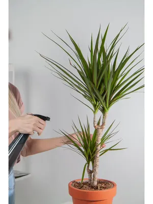 Драцена Dracaena marginata - «Не держите драцену в тесном горшке, но будьте  осторожны с поливом. Фото было-стало» | отзывы