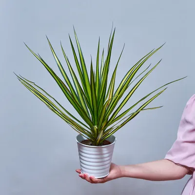 Драцена душистая (Dracaena fragrans) 100-15 - купить в Минске с доставкой,  цена и фото в интернет-магазине Cvetok.by