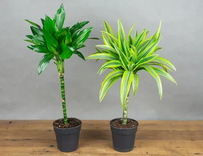 Драцена Dracaena marginata - «Родственница спаржи драцена, хороша и в  квартире и в офисе. » | отзывы