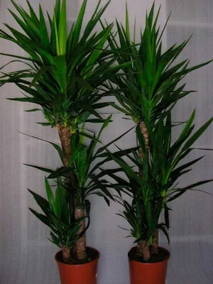 Купить Комнатное растение YUCCA ELEPHANTIPES 705.009.33 IKEA (ИКЕА ЮККА  СЛОНЫ) ᐈ DODOMY ᐈ в УКРАИНЕ