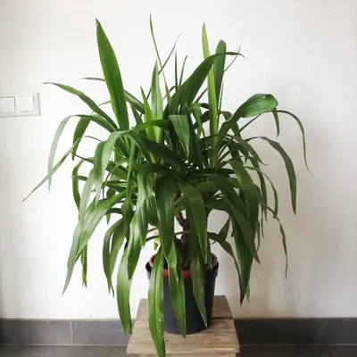 Комнатное растение Юкка, Live Plants Moscow, buy at a price of 4490 RUB,  Trees, Palm Trees on Oversayz Buket with delivery | Flowwow