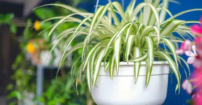 Комнатное растение хлорофитум фото фото
