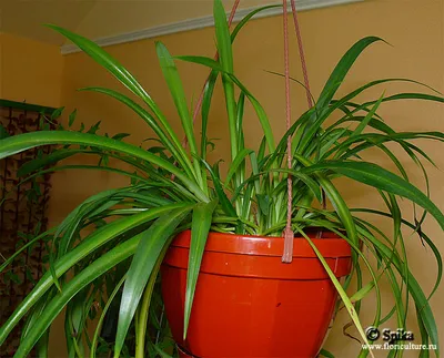 Хлорофитум (Chlorophytum). Уход за хлорофитумом: содержание и размножение