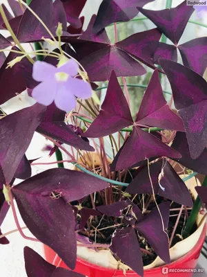 Кислица треугольная (Oxalis triangularis) - «Фиолетовые листья, необычное  поведение по ночам - особенности Кислицы ✦ Уход за домашним растением ✦ И  почему Кислицу рекомендуют держать дома, особенно рядом с детьми» | отзывы