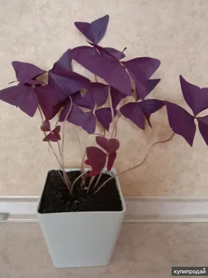 Кислица треугольная Myke (Oxalis triangularis Myke)