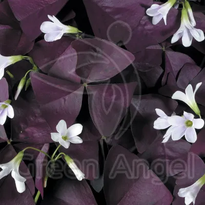 Кислица треугольная (Oxalis triangularis) - «Красный/бордовый или зелёный  цветок в виде бабочек/сердечек/треугольников,который закрывается на ночь.  Синие колокольчики на окне.??☀️» | отзывы