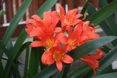 Кливия миниата в горшке (Clivia miniata) купить с доставкой в СПб