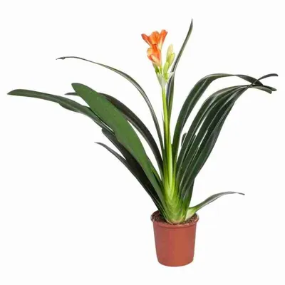 https://flowwow.com/plants-flowers/komnatnoe-rastenie-kliviya-8475/