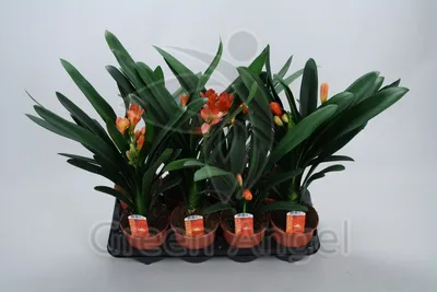 Clivia miniata | Clivia overig | Clivia other | Цветущие комнатные растения  | Цветущие растения | All products | OZ Planten