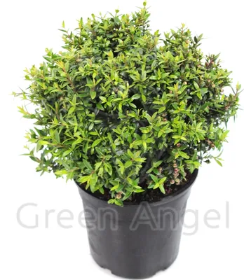 Мирт крупнолистный (Myrtus communis)