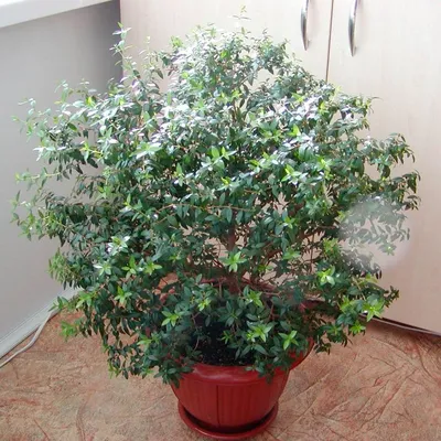 Комнатное растение Мирт (Myrtus) | Растения, Кустарники, Цветение