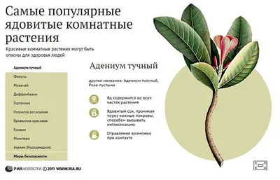 Отзыв о Комнатное растение Молочай гребенчатый | Не могу не показать этого  красавца!