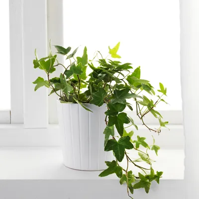 HEDERA HELIX растение в горшке Плющ 13 см | IKEA Lietuva