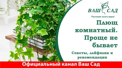 Хедера или Плющ комнатный арт. 029 | Купить в Минске