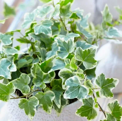 Плющ обыкновенный (Hedera helix)