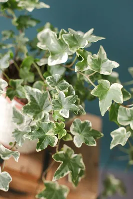 Плющ комнатный ( Hedera helix) 40 см - купить в Минске с доставкой, цена и  фото в интернет-магазине Cvetok.by