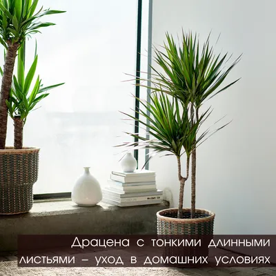 ДРАЦЕНА С ТОНКИМИ ДЛИННЫМИ ЛИСТЬЯМИ – УХОД В ДОМАШНИХ УСЛОВИЯХ | Potted  plants, Indoor plant pots, Dragon tree