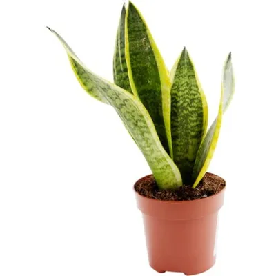 Растение комнатное Sansevieria variegata Сансевьера 40 х 13 см - купить в  Москве, цены на Мегамаркет