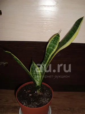 Цветы, букеты, комнатные растения в Минске - cactus.by - Необычная  Sansevieria 💚🌵💚За полосатые, жесткие и длинные листья сансевьера  получила в народе название «щучий хвост»💚🌵Ждем вас сегодня и каждый день  с 9:00 до