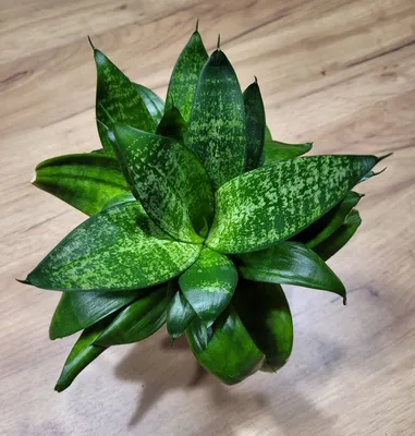 Архив Сансевиерия сансевьера Sansevieria Variegata Blue Leaf ✔️ 1 500 грн.  ᐉ Другие комнатные растения в Киеве на BON.ua 76608248