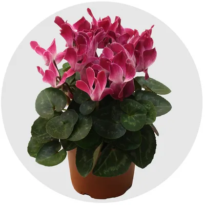 Комнатное растение Цикламен (Cyclamen…» — создано в Шедевруме