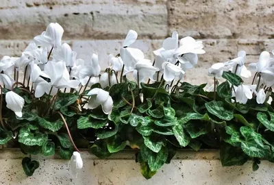 Цикламен (Cyclamen)