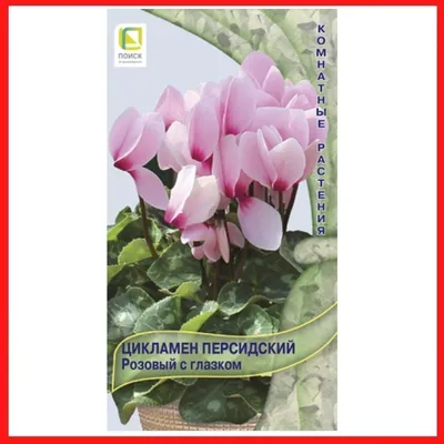 Цикламен - Cyclamen. Уход за Цикламеном. Фото