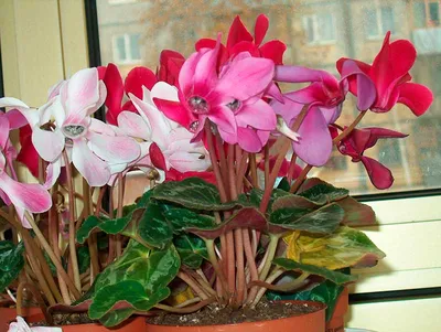 Цикламен Cyclamen /13 — цена в LETTO