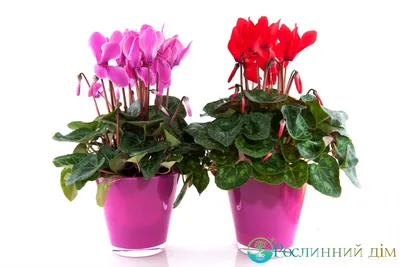 Цикламен персидский – мини Гильда Cyclamen persicum – mini Hilde - купить  семена цветов с доставкой по Украине в магазине Добродар