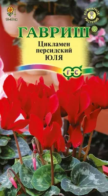 Растение горшечное Московский Цикламен 11 см - купить в Москве, цены на  Мегамаркет