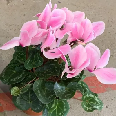 Цикламен персидский – мини Хельга Cyclamen persicum – mini Helga - купить  семена цветов с доставкой по Украине в магазине Добродар