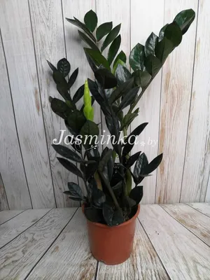 Замиокулькас (Zamioculcas) - купить в Минске с доставкой, цена и фото в  интернет-магазине Cvetok.by