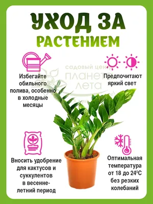 Замиокулькас 60 см свежие цветы в Бресте с доставкой