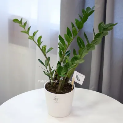 Замиокулькас (Zamioculcas) - купить в Минске с доставкой, цена и фото в  интернет-магазине Cvetok.by