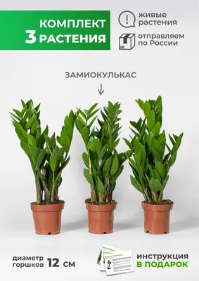 ЗАМИОКУЛЬКАС УХОД И ПЕРЕСАДКА 🌿 Что делать после покупки 🌿 Долларовое  дерево - YouTube